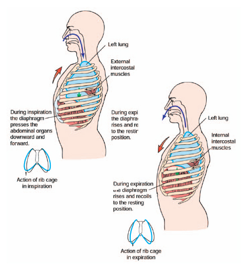 How Does Forced Breathing Differ From Quiet Breathing The Handy how-does-forced-breathing-differ-from-quiet-breathing-the-handy